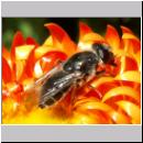 Cheilosia canicularis - Korbbluetler Erzschwebfliege w04.jpg